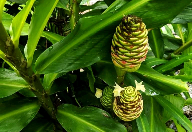Shampoo Ginger Lily Care & Growing Guide Tips Plantly