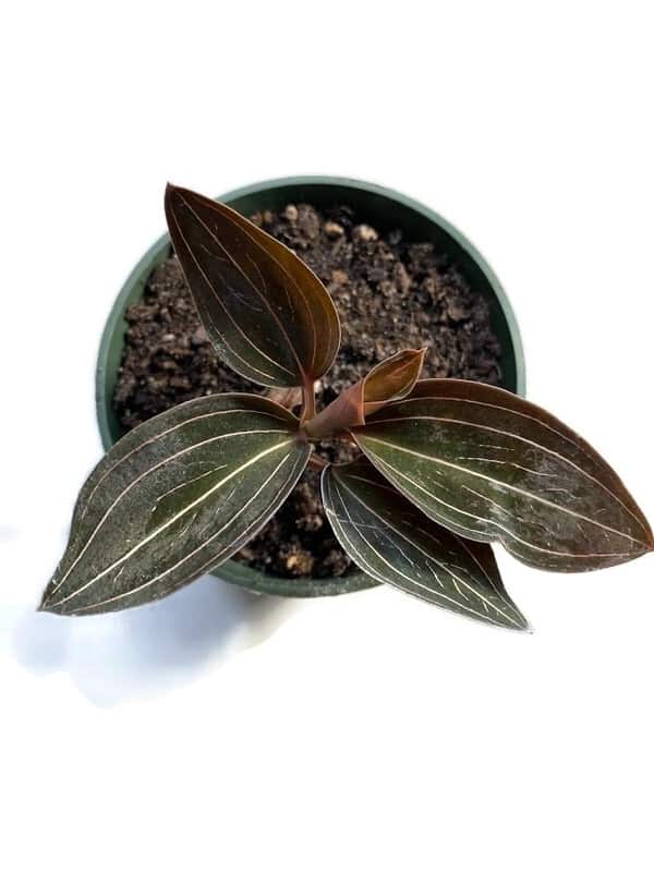 Amazing Ludisia Discolor Black Jewel Orchid in a 4 inch pot!