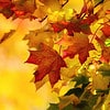 beautiful foliage of Sugar Maple tree.