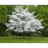 Dogwood white flowering seedling