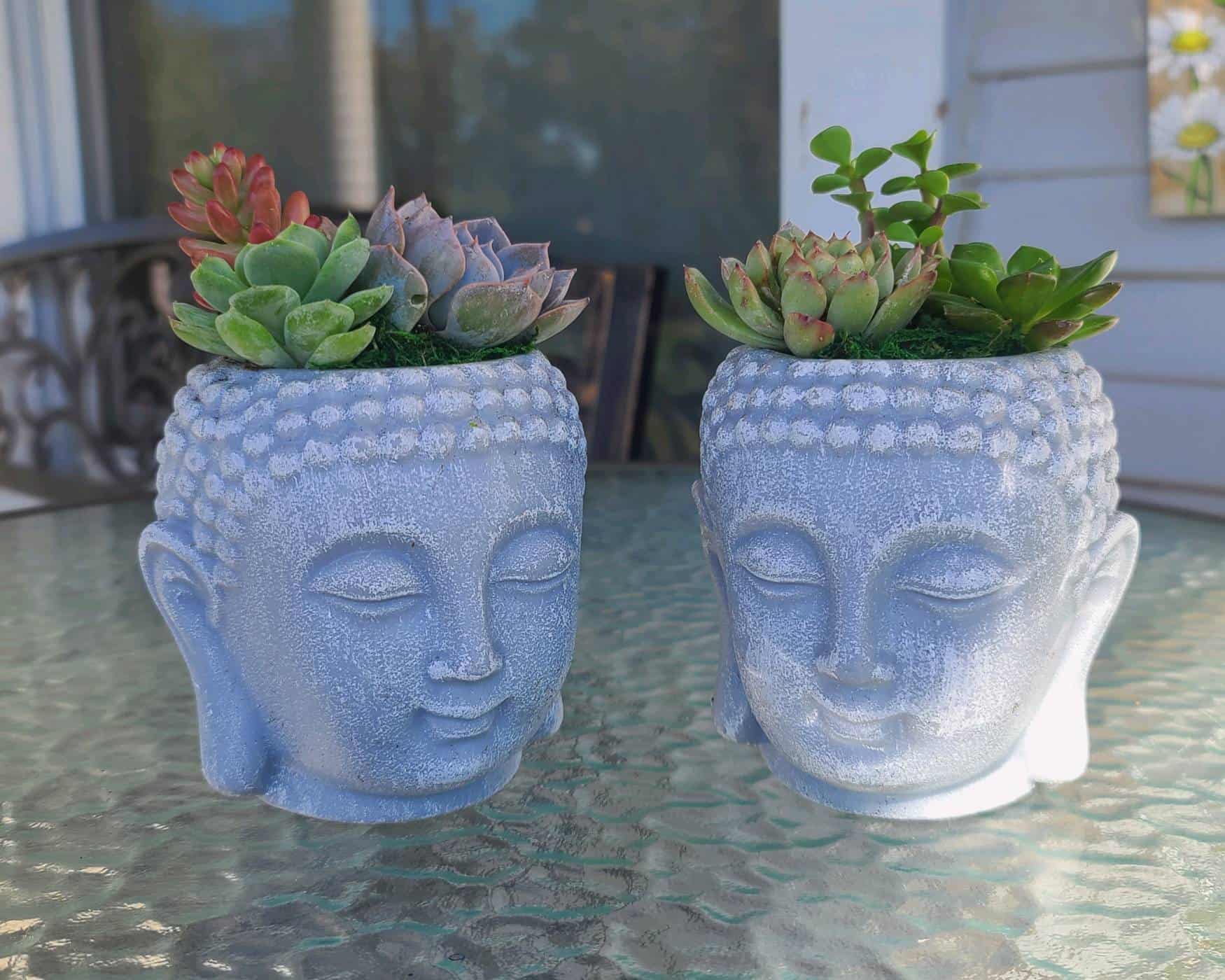 Buddha Head Planter with live succulent