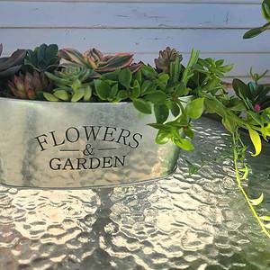 Succulent Arrangement in Flowers and Garden Tin Container