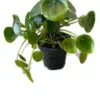 Pilea Peperomioides 'Chinese Money' Plant - LIMITED SUPPLY