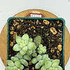 Donkey's Tail Succulent, Sedum Morganianum, 2-3in, well rooted