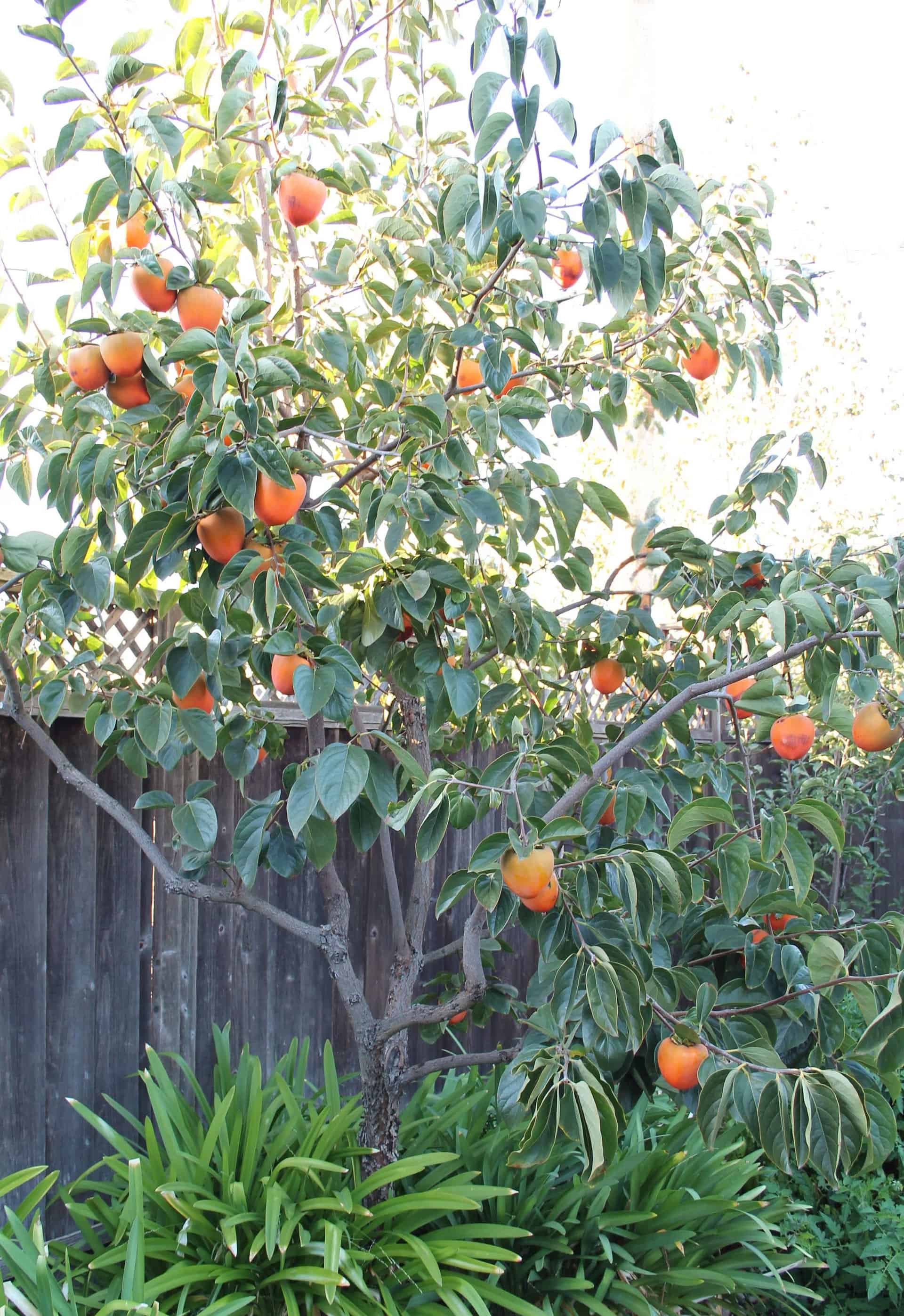 On Sale FUYU Persimmon Tree Plantly