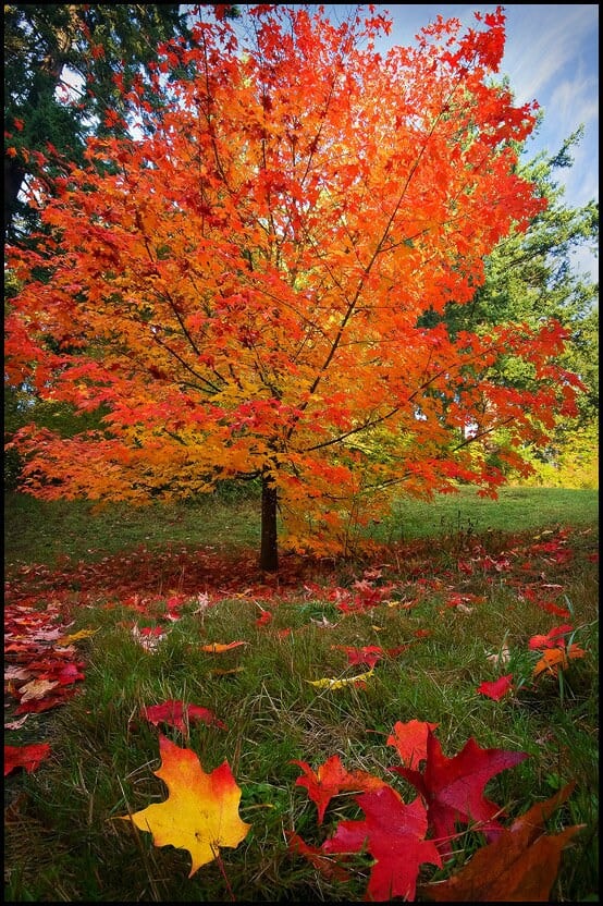 Sugar Maple tree seedling Sugar Maple tree seedling