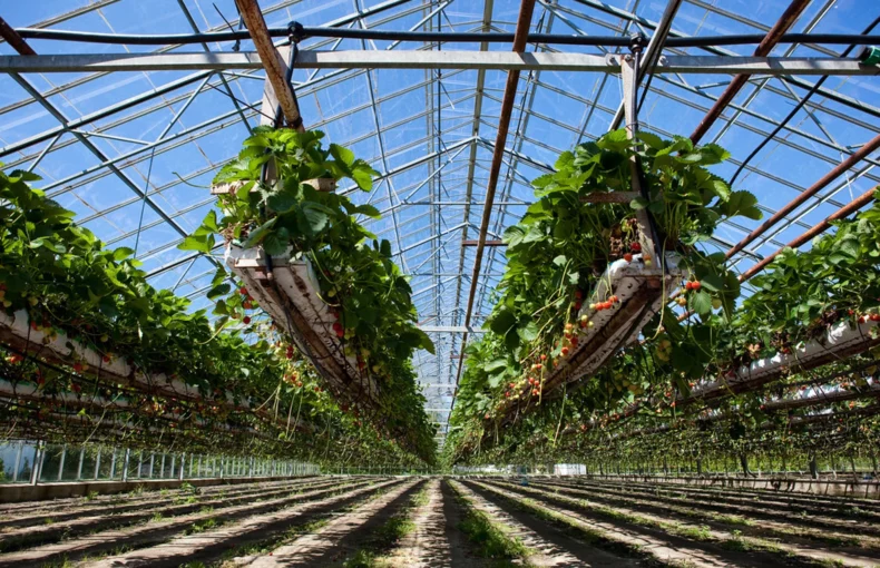 hydroponic strawberries planting
