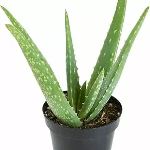 Live Aloe Vera Plant in a 4 inch pot! Amazing health benefits!