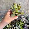 Jade Plant or Crassula Ovata 3 Inch Pot Live Plant