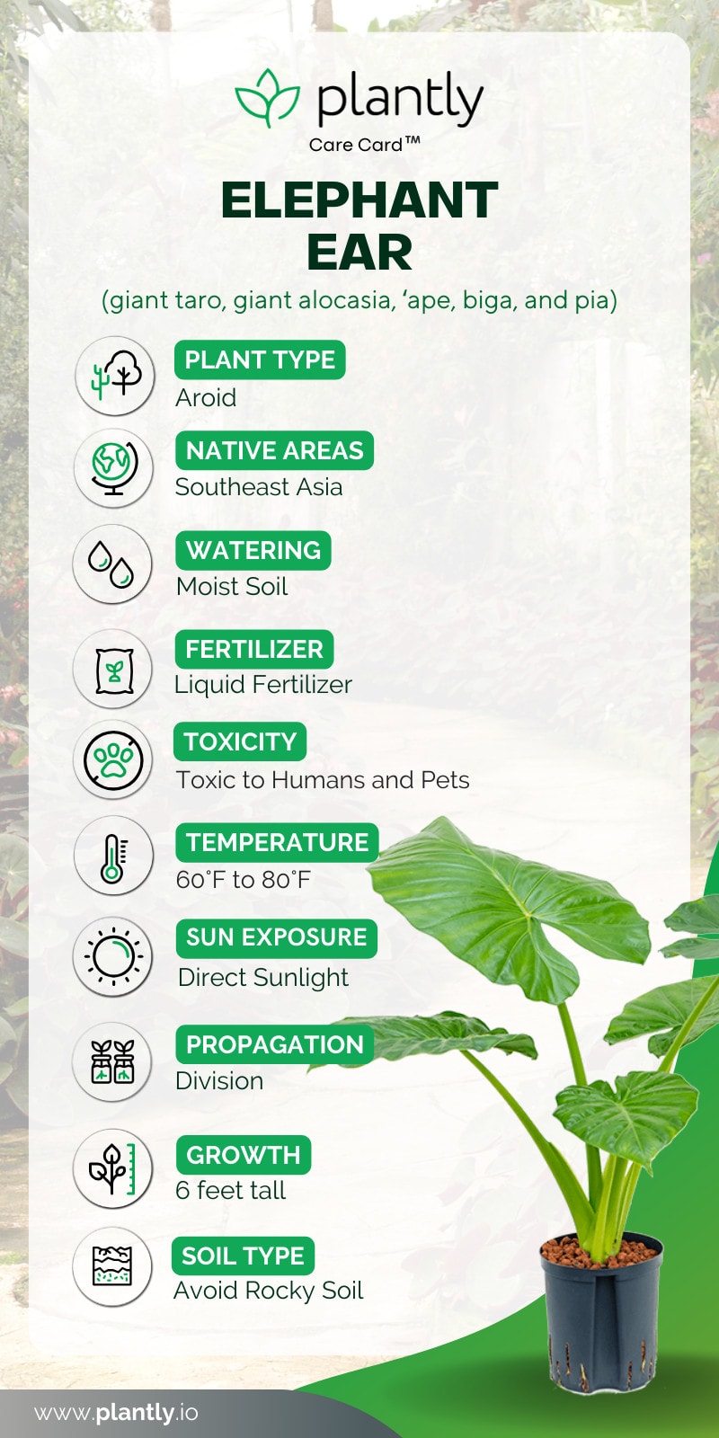 How to Grow and Care for Elephant Ear Plant | Plantly