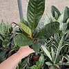 Anthurium Superbum 2.5 Tall Pot Live Starter Plant
