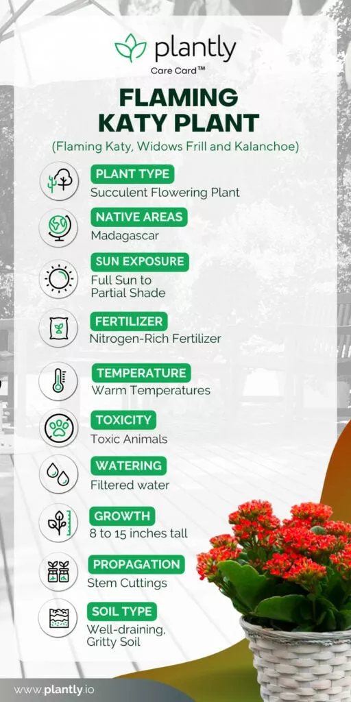 Flaming Katy Plant Care Guide Plantly