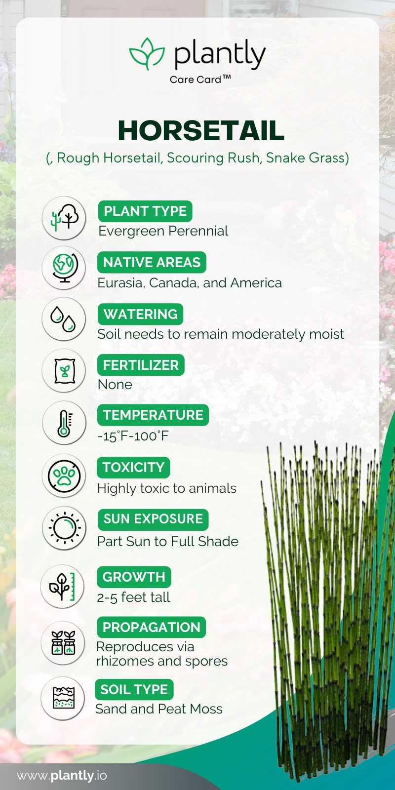Horsetail Grow Guide & Care Tips Plantly