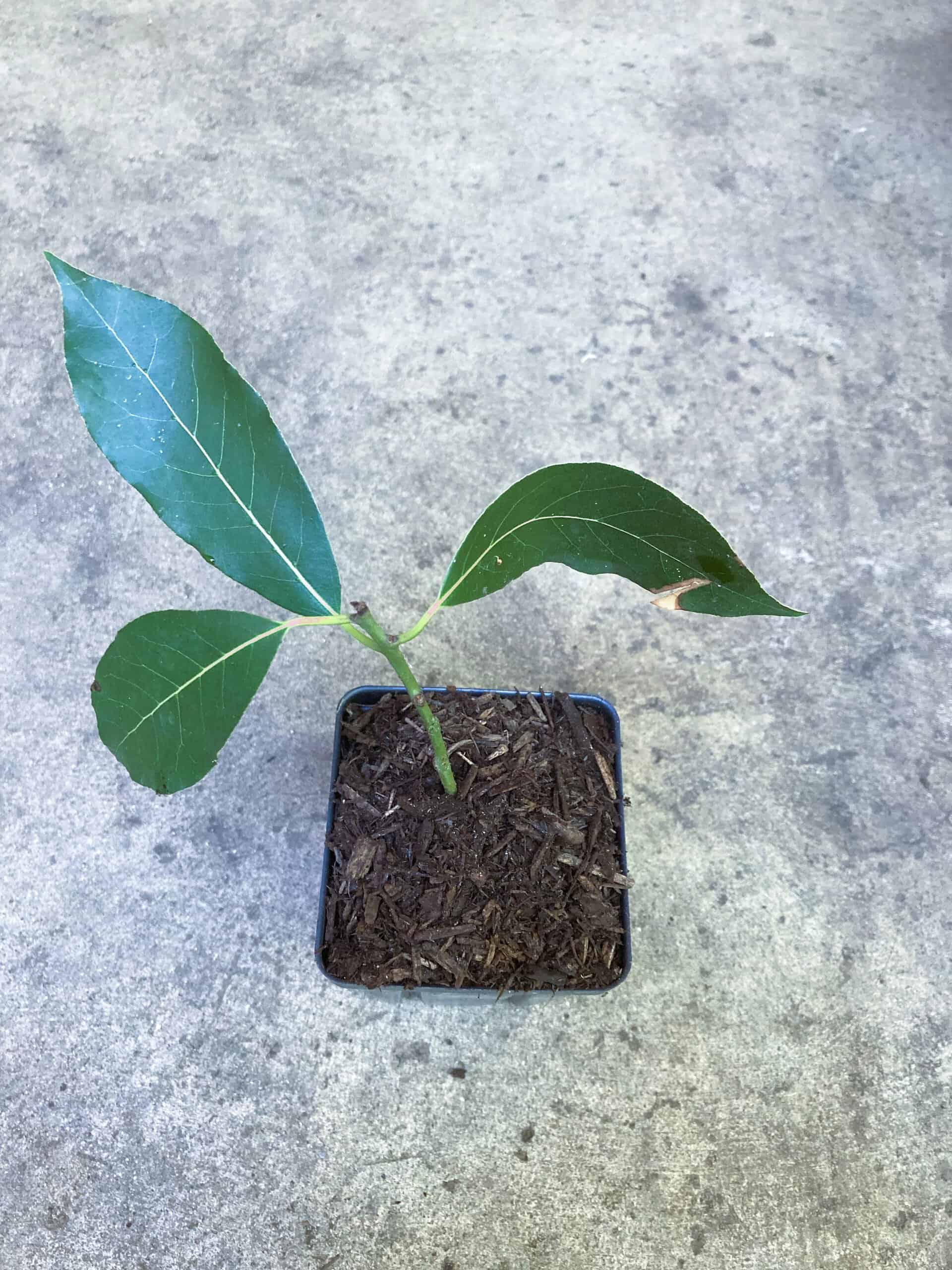 Buy Online bay leaf tree Bay Laurel Sweet Bay Plantly