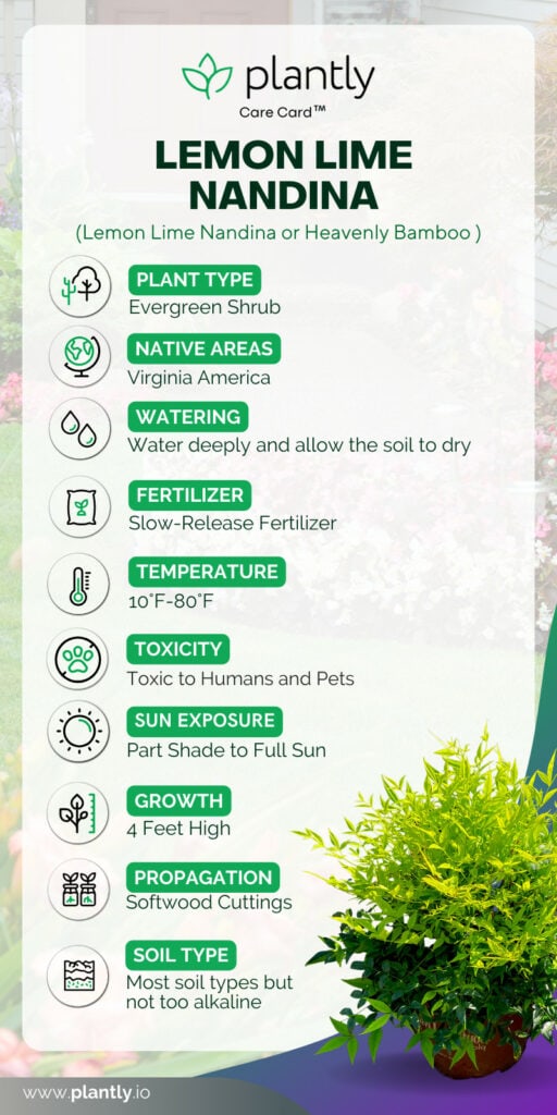 Lemon Lime Nandina care card