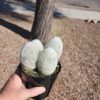 Espostoa Melanostele - Peruvian Old Lady Cactus 5" Pot
