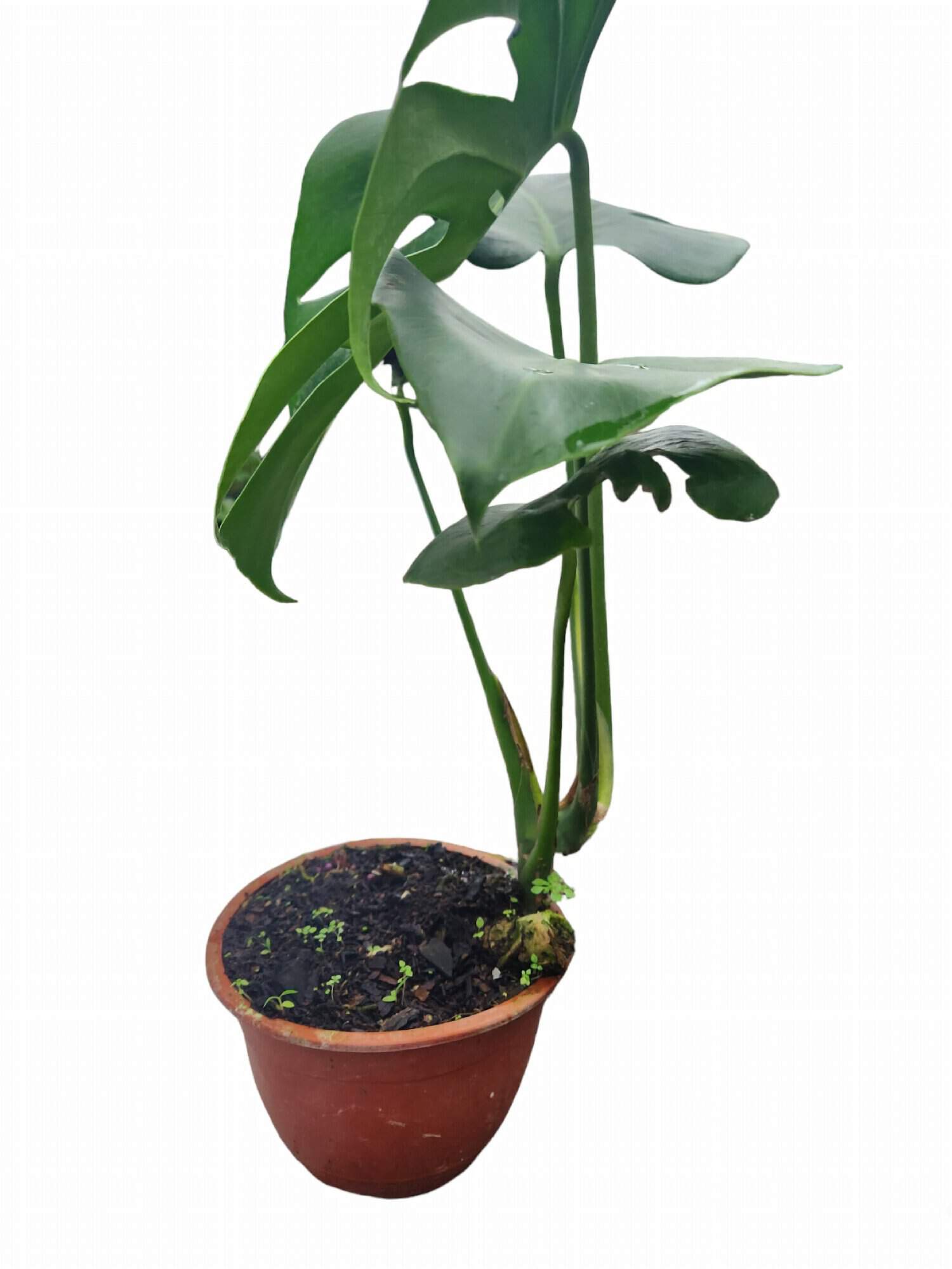Monstera Deliciosa a potted monstera-deliciosa