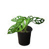 Monstera Adansonii – Swiss Cheese Plant - LIVE 4" or 6" Potted Plant - FREE SHIPPING