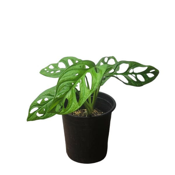 Monstera Adansonii – Swiss Cheese Plant – LIVE 4″ or 6″ Potted Plant – FREE SHIPPING