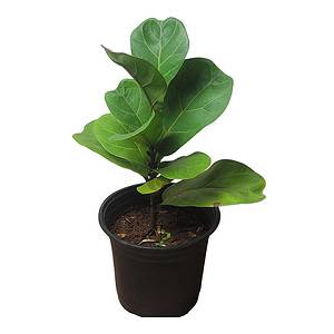 6" Fiddle-Leaf Fig - Bambino - LIVE potted plant - FREE SHIPPING