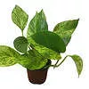 Pothos Marble Queen - LIVE Potted 4" Plant - Epipremnum - FREE SHIPPING