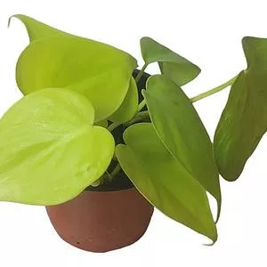Philodendron Lemon Lime LIVE 4" potted rooted cutting - FREE SHIPPING