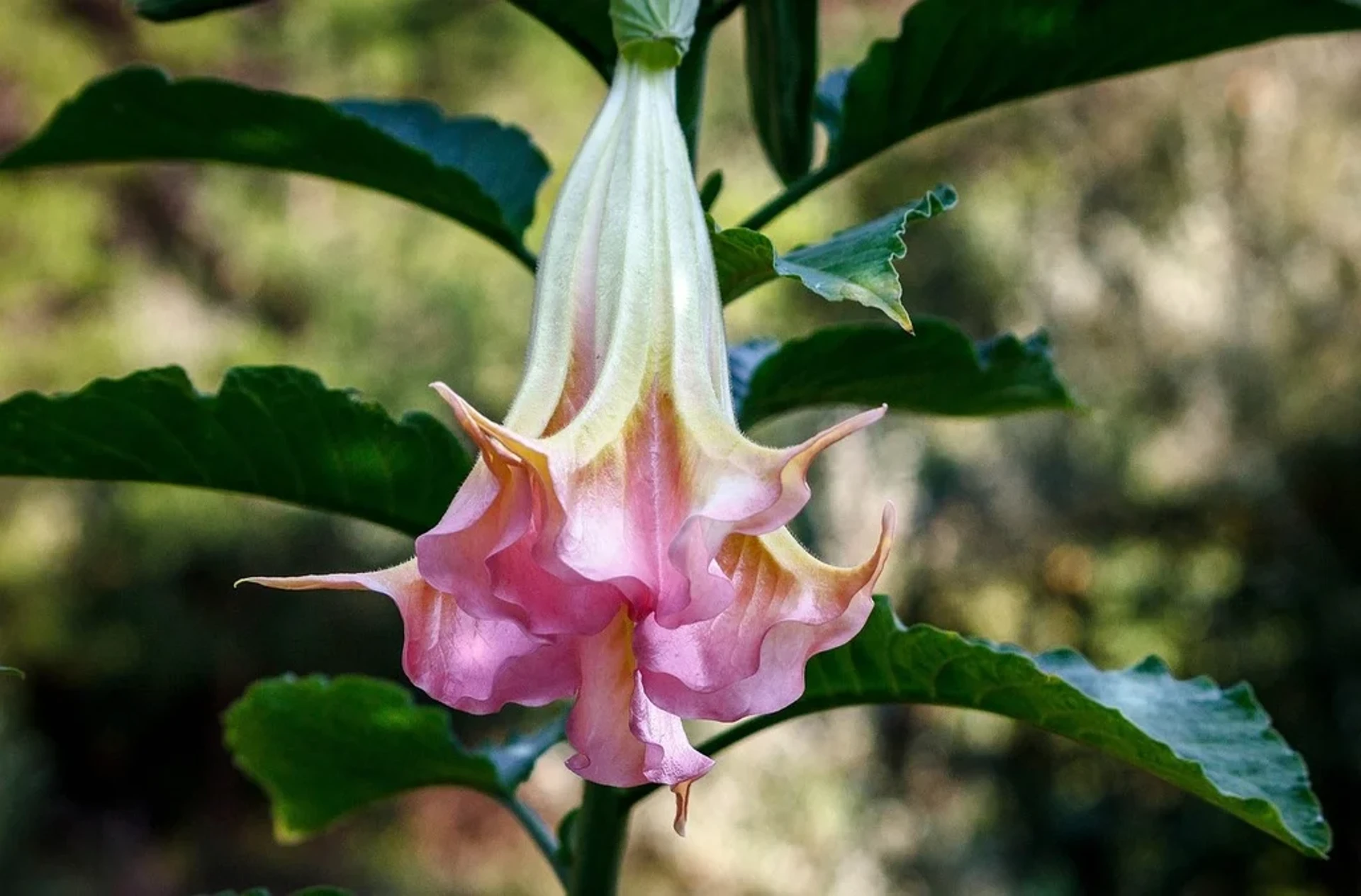 Angel Trumpet Flowers (Brugmansia) creepy halloween plants