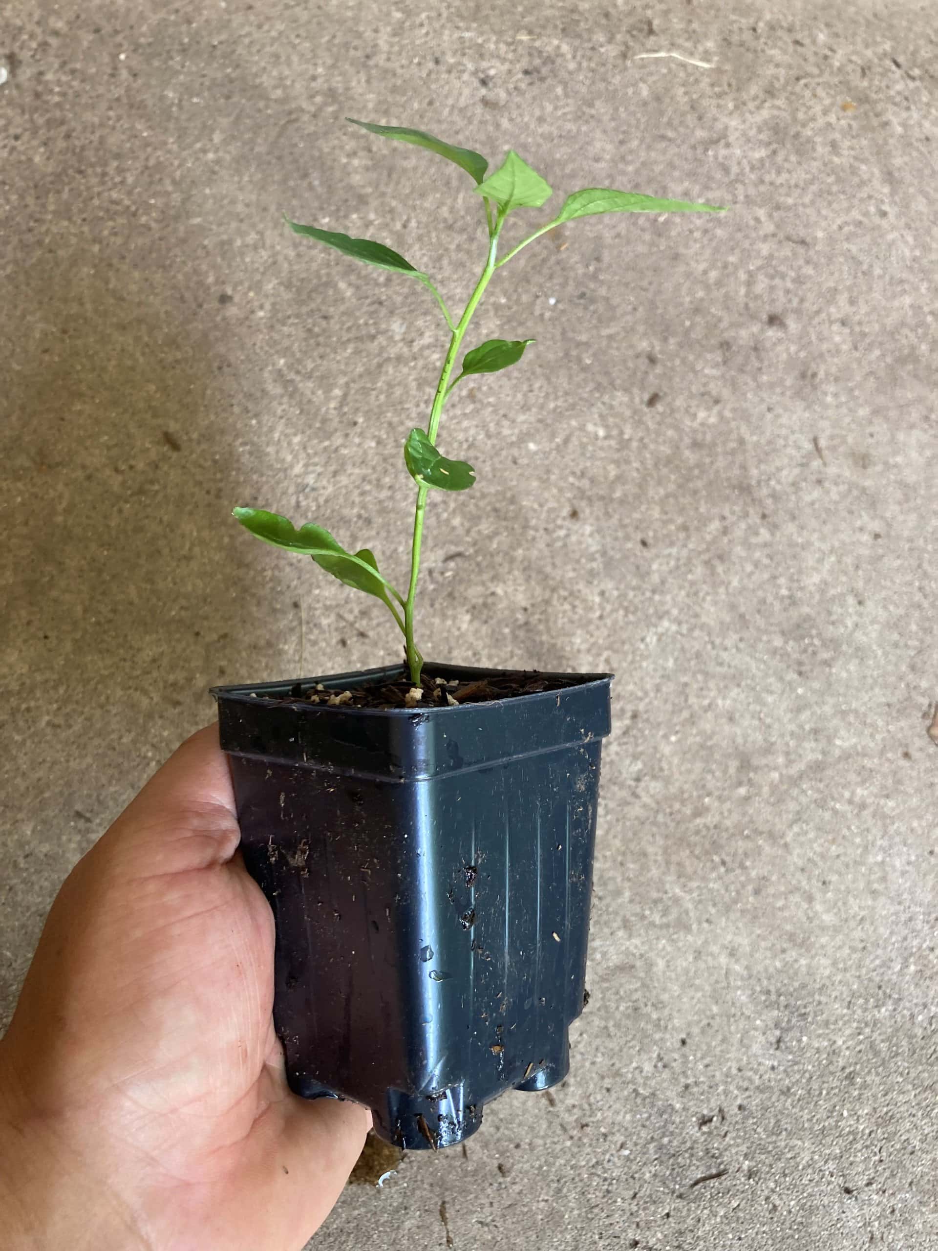 Buy Online Rare Pequin Chili Pepper Plant Plantly