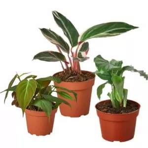 Exotic Foliage Trio: Stromanthe, Micans, Calathea | Free Shipping | 4-inch pot each