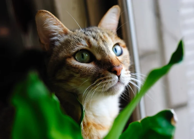 cat near a plant