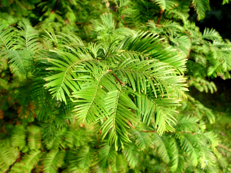 dawn redwood