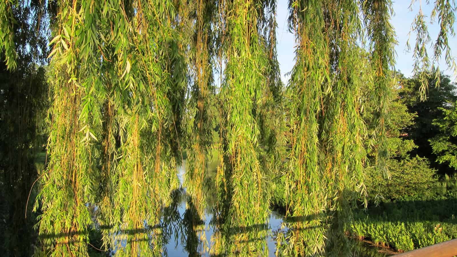 hybrid willow