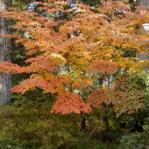 Kousa Dogwood tree seedling gorgeous kousa dogwood tree.
