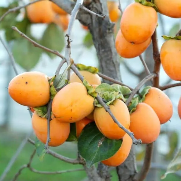 yellow fruits of persimmon tree.