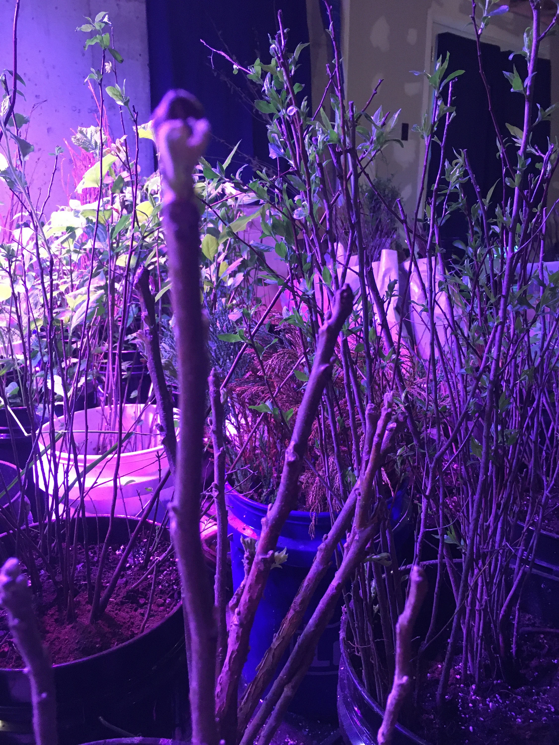 Buy Online Black Walnut Tree Plantly