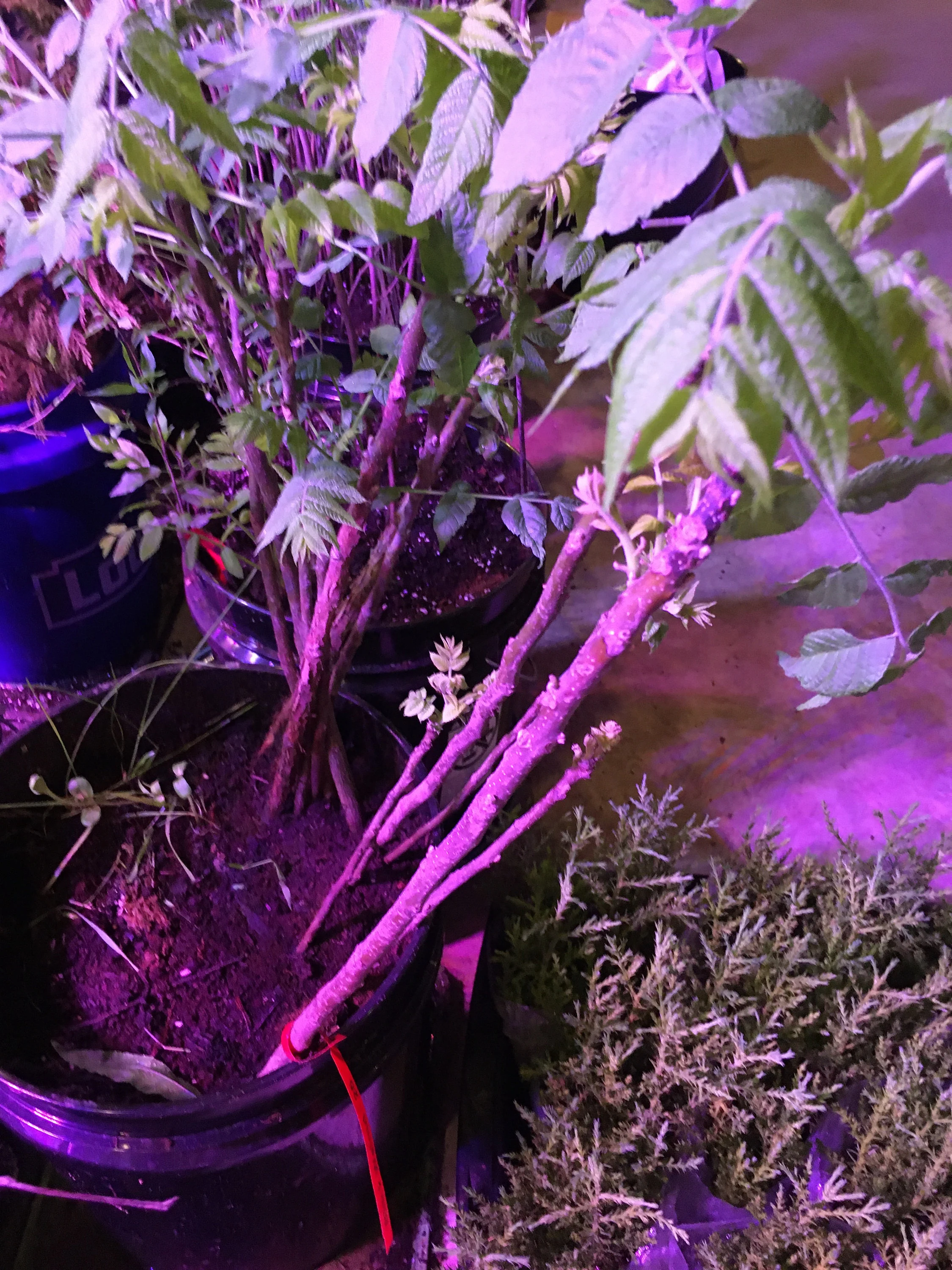 Buy Online Black Walnut Tree Plantly