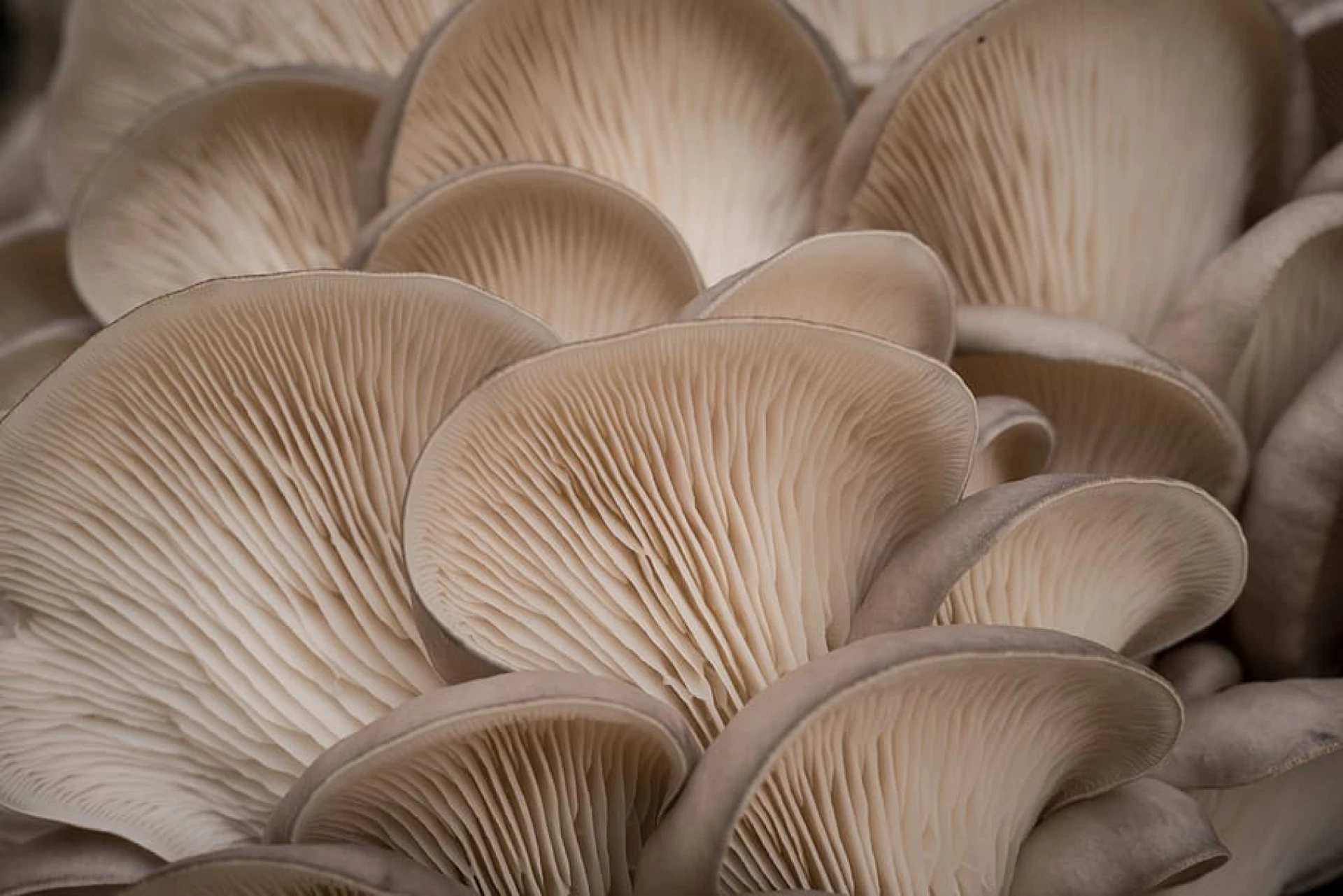 oyster mushroom for top asian greens and vegetables.