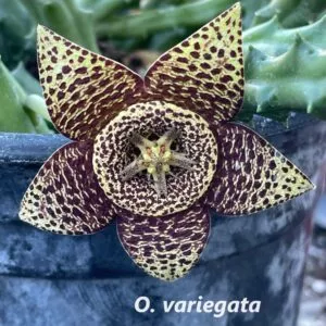 Succulent Carrion Flower Huernia, Stapelia and Orbea
