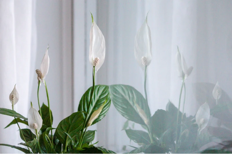 peace lily plant flowering