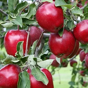 Red Delicious Apple tree.