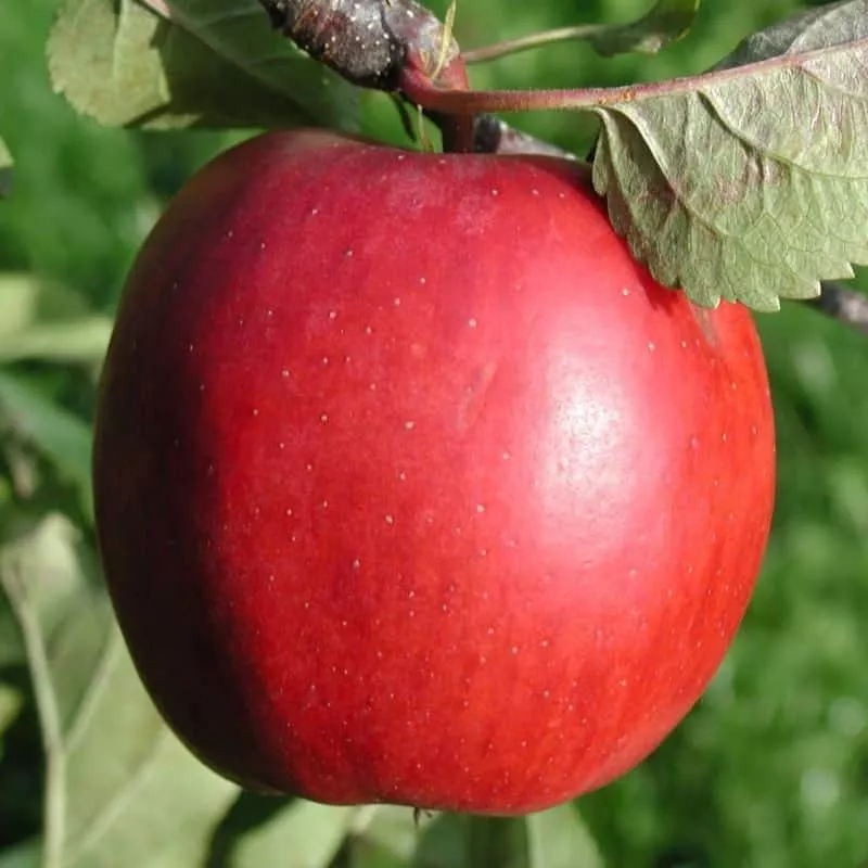 On Sale Red Delicious Apple Tree Plantly