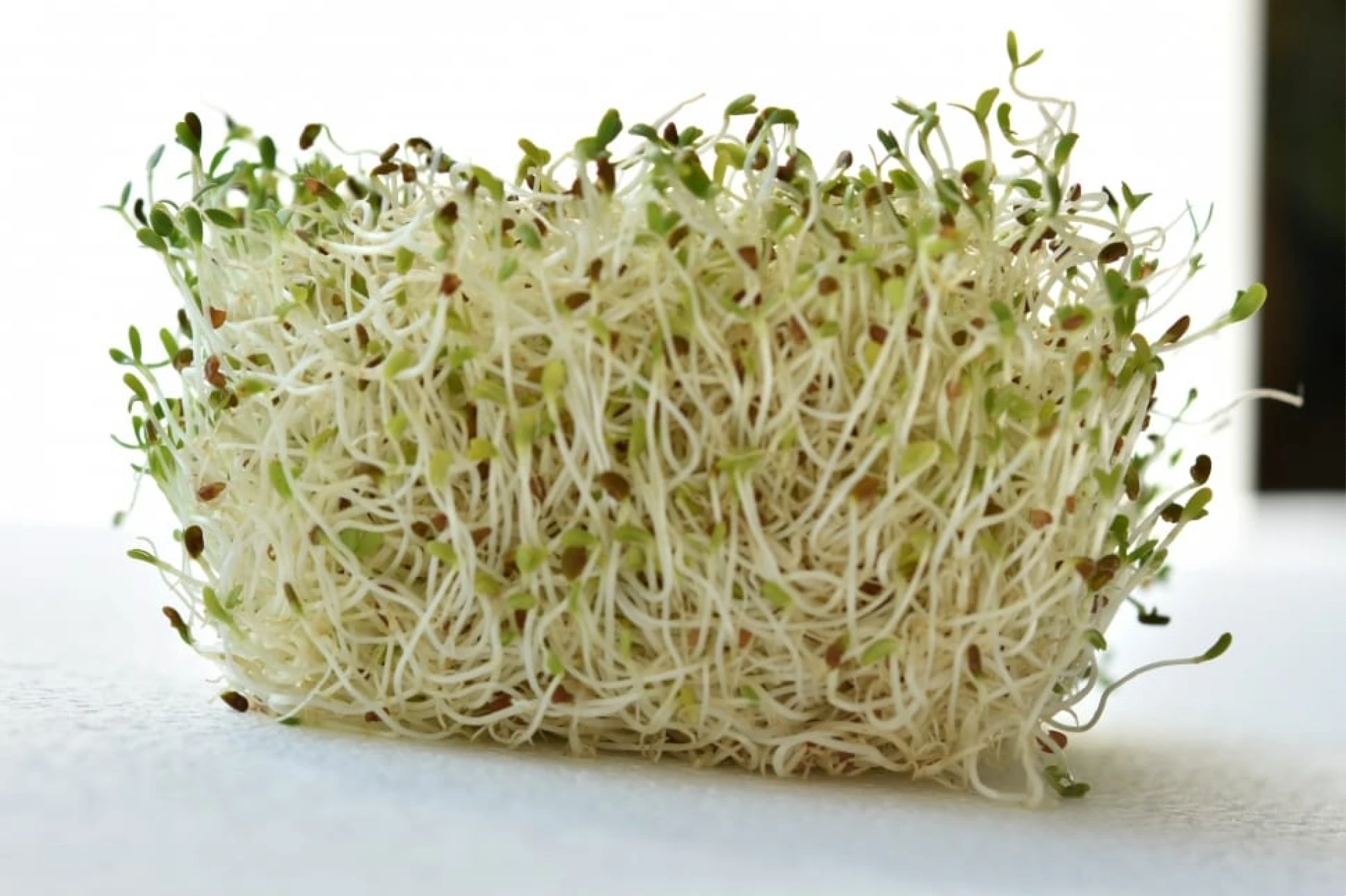 bean sprouts of top asian greens and vegetables