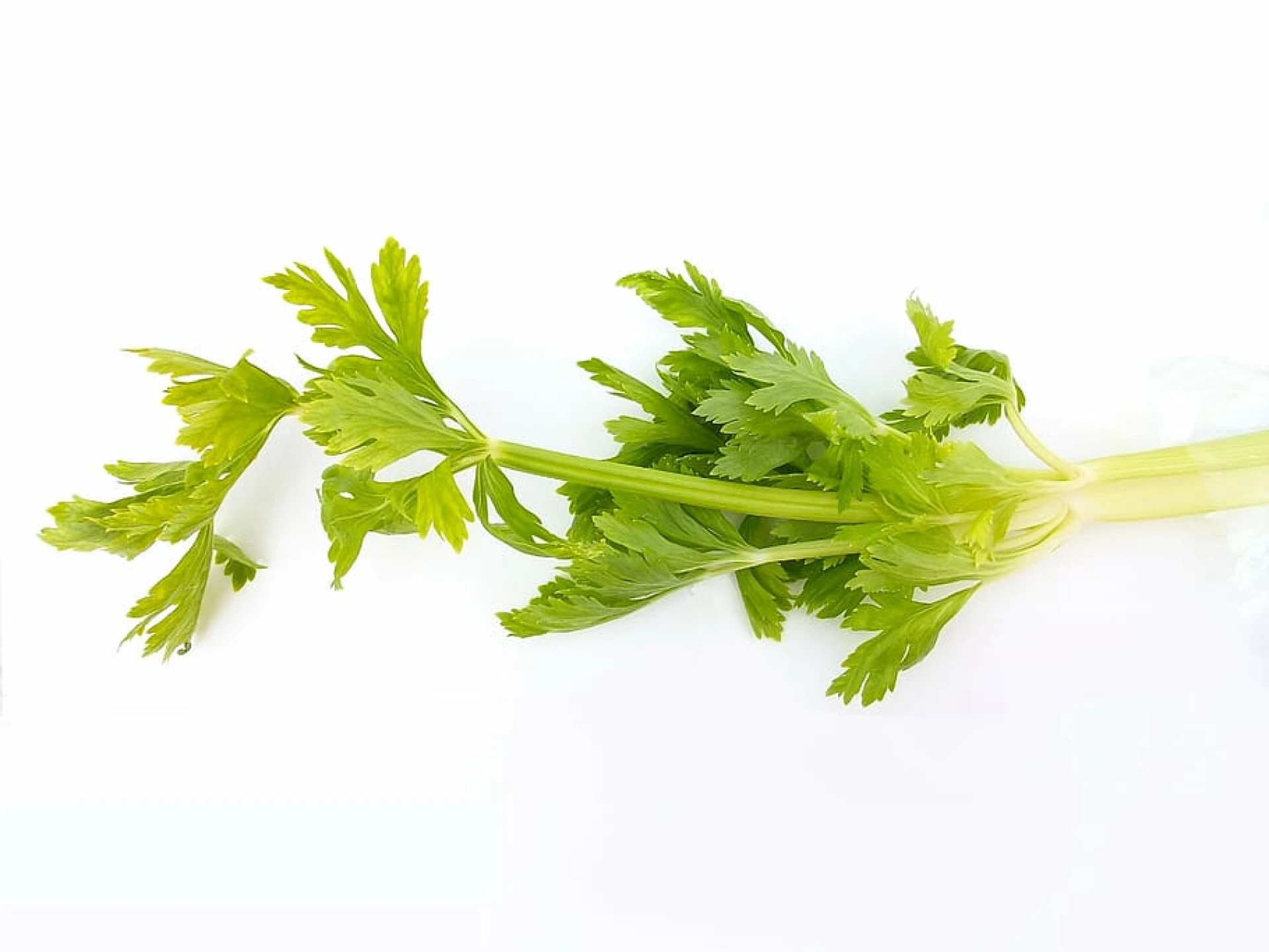 nan ling celery for top asian greens and vegetables