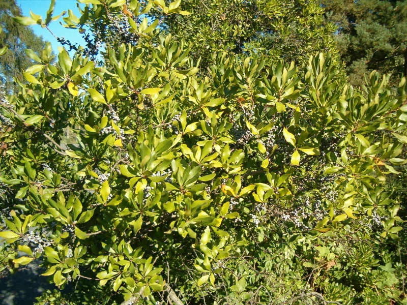 wax myrtle tree foliage