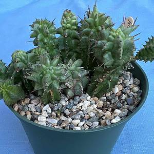 Euphorbia Horrida Monstrose Cactus