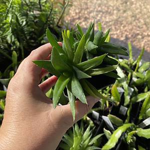 Bergeranthus Multiceps Succulent