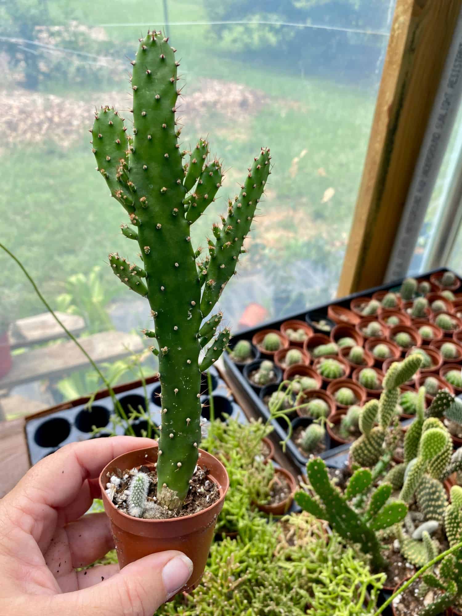 Cactus Maverick Opuntia Monacantha 2" Pot Live Plant Plantly