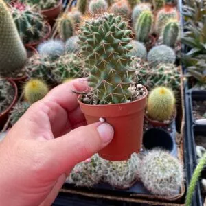 Cactus Toluca Mammillaria Polythele 3 Inch Pot Live Plant