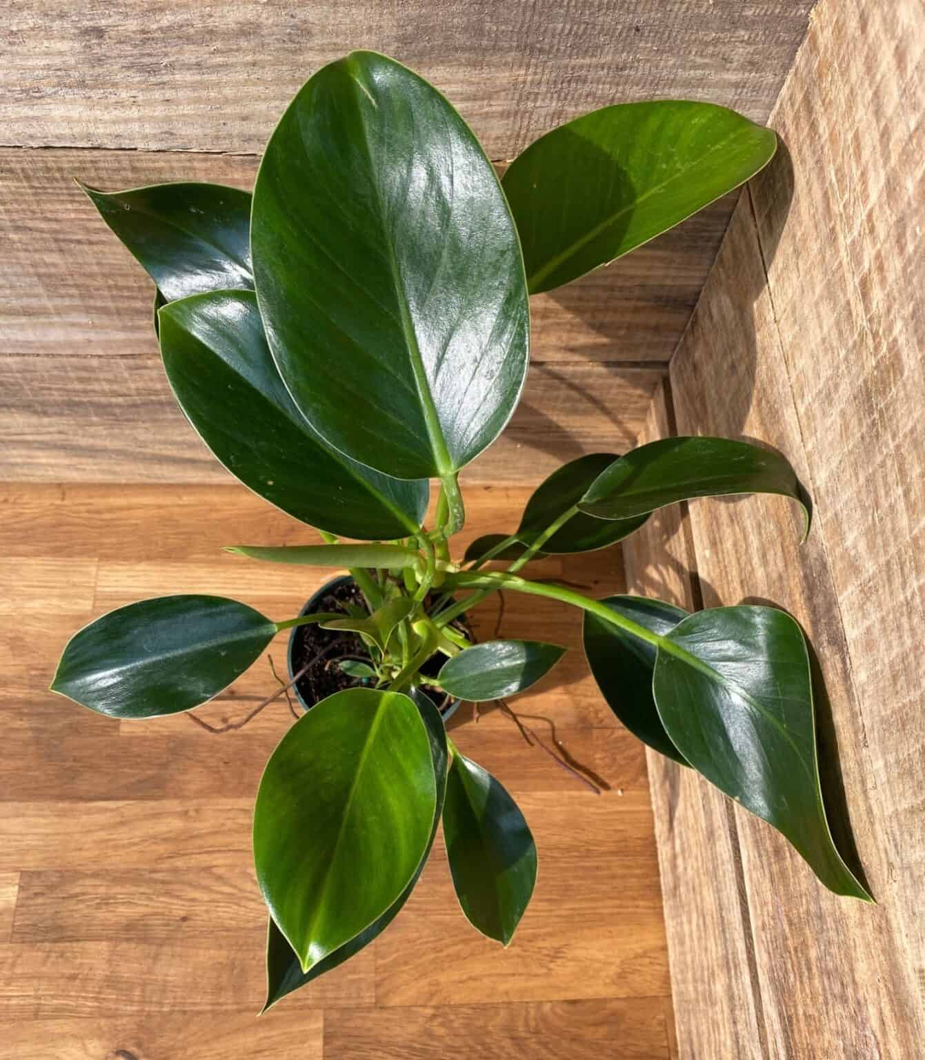 Buy Online Philodendron Congo Green Plantly