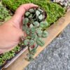 String of Hearts Ceropegia woodii Green 2" Pot Live Plant